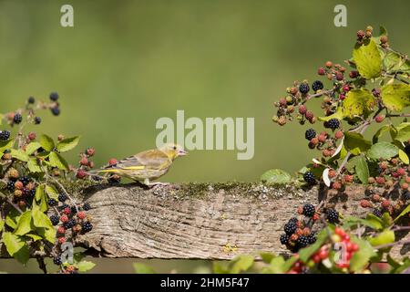 Europäischer Grünfink (Carduelis chloris), Jungtier, der auf einem Zaun zwischen Brombeeren und Brombeeren thront, Suffolk, England, September Stockfoto