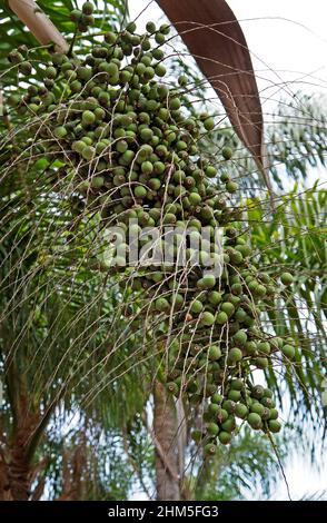 Palmenfrüchte (Syagrus romanzoffiana), Rio, Brasilien Stockfoto