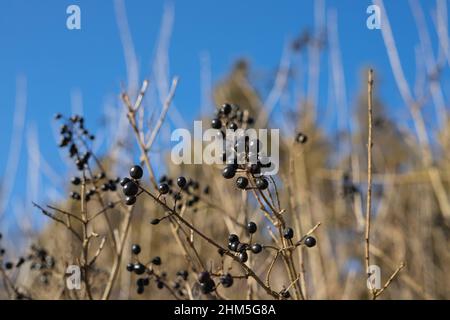 Foto von Dornenbusch eine wild herbe nützliche Beere von schwarzer Farbe, die im Wald über dem verschwommenen blauen Himmel wächst. Stockfoto