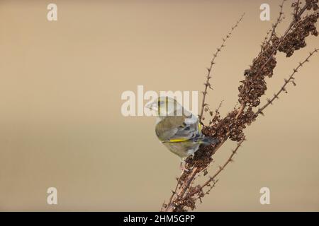 Europäischer Grünfink (Carduelis chloris) erwachsener Rüde, der auf dem Dock-Saatkopf thront, Suffolk, England, Dezember Stockfoto