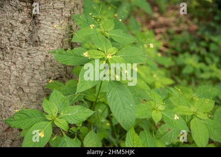 Impatiens noli-tangere mit gelben Blüten und langen Früchten, die in einem Wald wachsen Stockfoto