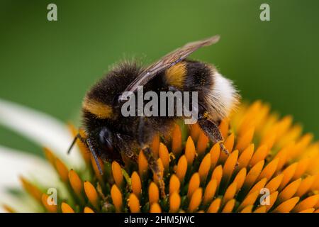 Makroaufnahme einer Weißschwanzbiene (bombus lucorum), die eine Echinacea-Blüte bestäubt Stockfoto