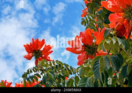 Afrikanische Tulpenblüten (Spathodea campanulata), Belo Horizonte, Brasilien Stockfoto