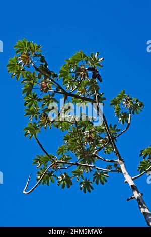 Schlangenholz (Cecropia peltata), Rio de Janeiro, Brasilien Stockfoto