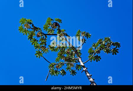 Schlangenholz (Cecropia peltata), Rio de Janeiro, Brasilien Stockfoto