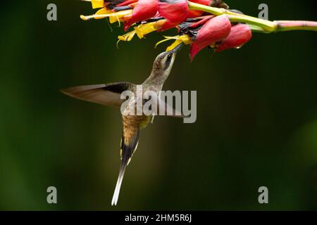 Langschnabelige Einsiedler-Kolibri (Phaethornis longirostris), die sich an buschigen Whitevein (Sanchezia speciosa)-Blüten im natürlichen Licht ernährt. Regenwald in Br Stockfoto