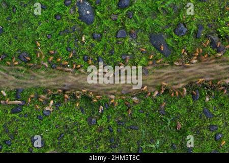 Eine Termiten-Säule (Nasutitermes sp.) auf einem Steinwaldweg. Tieflandregenwald, Biologische Station La Selva, Sarapiquí, Karibische Piste, Costa Ri Stockfoto