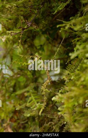 Moosflecken-Insekt (Trychoplus laciniatus), getarnt auf einem wolkenbewaldeten Baumstamm. Santa Elena Cloud Forest Reserve, Monteverde, Costa Rica. Stockfoto