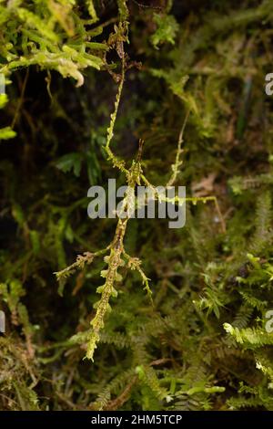 Moosflecken-Insekt (Trychoplus laciniatus), getarnt auf einem wolkenbewaldeten Baumstamm. Santa Elena Cloud Forest Reserve, Monteverde, Costa Rica. Stockfoto