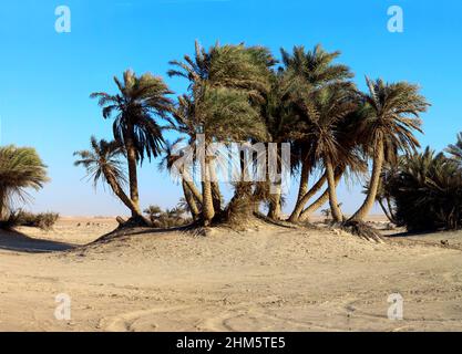 Wunderschöne Aussicht auf Umm Bab Beach QATAR Stockfoto