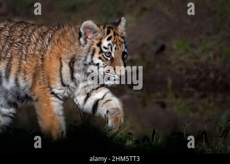 Junger Amur (sibirischer) Tiger beim Gehen Stockfoto