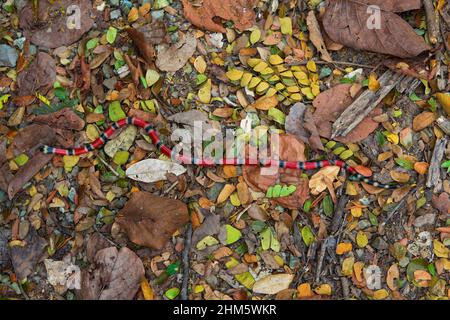 Zentralamerikanische Coralsnake (Micrurus nigrocinctus), die auf dem tropischen Trockenwaldboden gleitet und jagt. Stockfoto