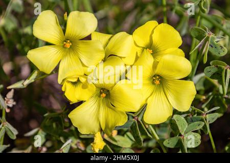 Eine Oxalis pes-caprae Blume, bekannt als afrikanischer Holzschnuppe, Bermuda-Butterblume, Bermuda-Sauerampfer, Butterblume oxalis, Kapschnuppe, Englisches Unkraut, Ziegenfuß, s Stockfoto