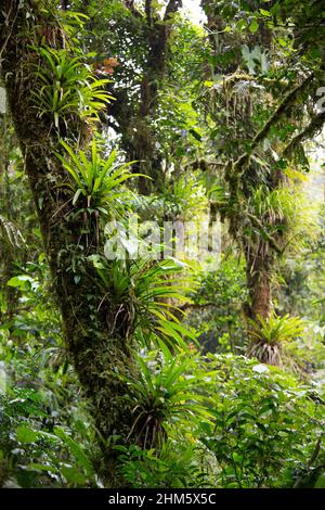 Bromelien in Santa Elena Cloud Forest Reserve, Monteverde, Costa Rica. Stockfoto