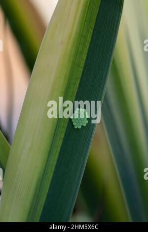 Eine sechseckige Sammlung von Green Shield Bug Eiern auf einem gelben Wasser Iris Blatt Stockfoto