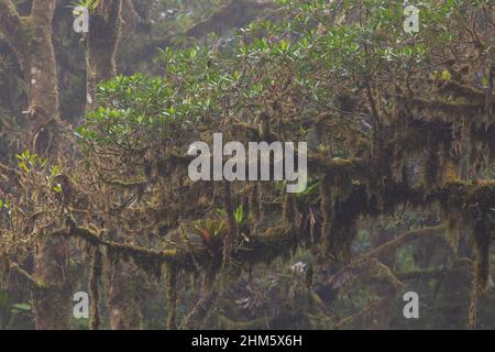 Mit Epiphyten beladene Äste im Santa Elena Cloud Forest Reserve, Monteverde, Costa Rica. Stockfoto