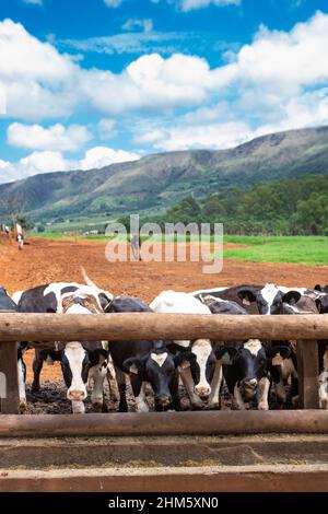 Milchkühe fressen Heu in Holstein-Kuhviehhaltung Weide. Konzept der Landwirtschaft, Tierschutz, Milchindustrie, Lebensmittel, Viehstall. Stockfoto