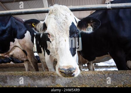 Schöne Milchkuh, die im modernen Kuhstall im Holstein-Kuhviehbetrieb Heu frisst. Konzept der Landwirtschaft, Tierschutz, Milchindustrie, Lebensmittel, Rinder . Stockfoto