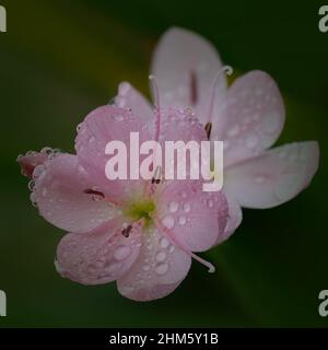 Ein Paar rosafarbener Schizostilblüten „Mollie Gould“ mit Wassertropfen auf einem gedämpften grünen Hintergrund Stockfoto