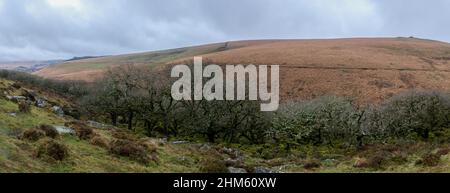 Ein Panoramablick auf Moos- und Flechtenbedeckte Bäume im Winter in Wistman's Wood, Dartmoor, Devon, mit Bracken bedecktem Great MIS Tor im Hintergrund Stockfoto