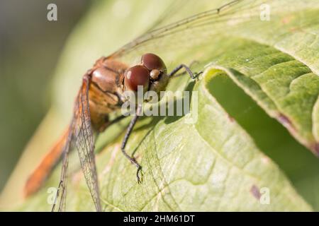 Auf einem Blatt in einem Cambridgeshire-Reservat bei Wicken ruht ein ruddiger Darter (Sympetrum sanguineum) Stockfoto