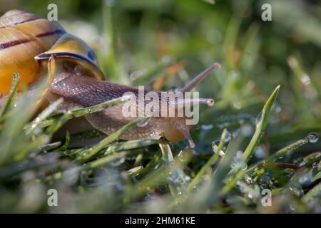 Eine Hainschnecke (Cepaea nemoralis) kriecht in einem Suffolk-Naturschutzgebiet in Redgrave und Lopham fen über das mit Tau bedeckte Gras Stockfoto