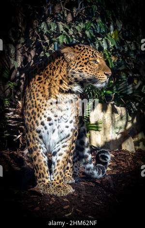 Ein Leopard, Panthera pardus, Panther stehend, Porträt Stockfoto