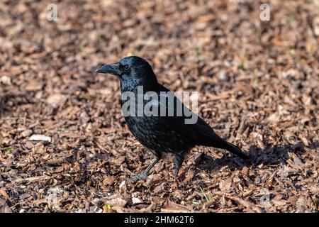 Eine schwarze Krähe, die im Winter auf gefallenen Blättern steht, Porträt Stockfoto