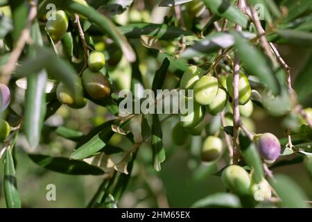 Olivenzweig. Detail des Olivenzweiges. Nahaufnahme des Olivenbaums mit Oliven. Nahaufnahme eines Olivenbaums. Stockfoto