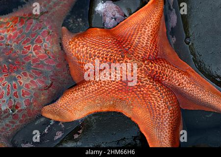 Nahaufnahme eines orangefarbenen Sterns mit teilweise anderen Seestern im Gezeitenbecken Stockfoto