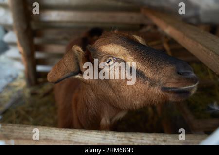 Braune Ziege in der Nähe der Corral. Ziege auf dem Hof. Stockfoto