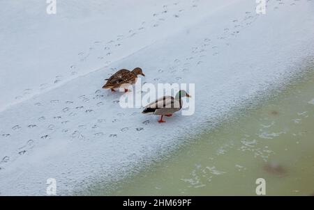 Enten schwimmen am eiskalten Ufer des Flusses entlang. Wildenten im Winter. Die Wasseroberfläche ist teilweise mit Eis bedeckt. Kaltes Winterwetter Stockfoto