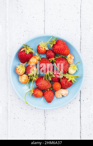 Wilde Erdbeeren mit ihren Blättern und Stielen auf weißem Hintergrund. Speicherplatz kopieren Stockfoto