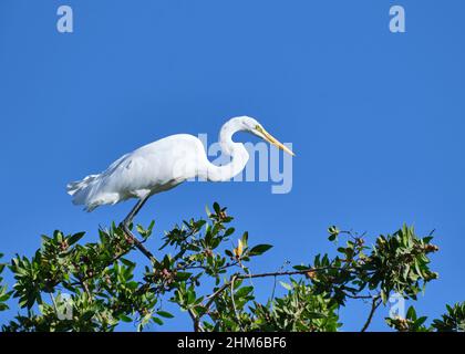 Ein wunderschöner schneeweißer Silberreiher thront auf einem Baum mit hellblauem Himmel am Strand Playa Potrero in Costa Rica. Stockfoto