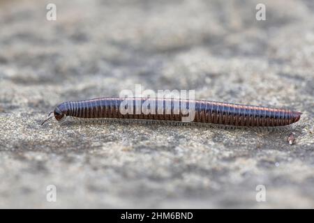 Gestreifter Tausendfüßler (Ommatoiulus sabulosus), der über einen Felsblock am oberen Ufer eines Sandstrandes läuft, Kenfig NNR, Glamorgan, Wales, Vereinigtes Königreich, Mai. Stockfoto