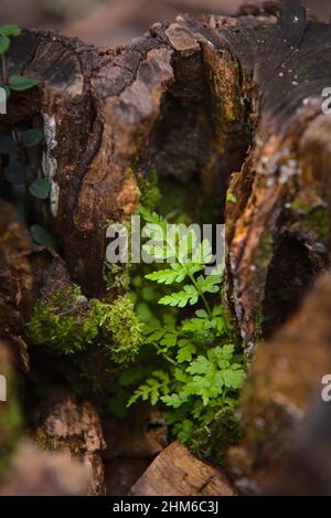 Ausgehöhlter Baumstamm mit grünen Pflanzen im Inneren Stockfoto