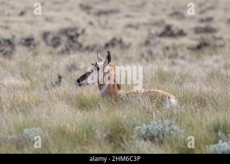 Juvenile Pronghorn Antelope (Antilocapra americana), die in Präriegras in Wyoming eingebettet ist Stockfoto