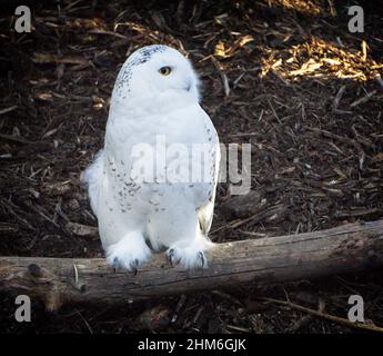 Verschneite Eule Calgary Zoo Alberta Stockfoto