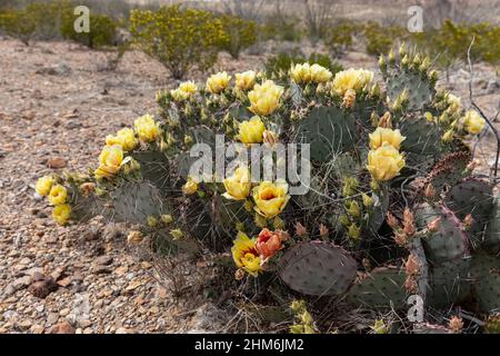 Die gelben Blüten einer purpurnen Stachelnelpfirsiche erhellen die Landschaft der Chihuahuan-Wüste. Stockfoto