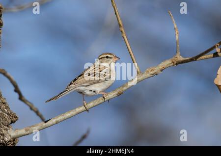 Weiß – Throated Spatz, Zonotrichia albicollis Stockfoto