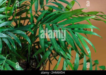 Nahaufnahme von Palmenblättern in der Sonne auf braunem Hintergrund. Innengarten, Hauspflanzenpflege Stockfoto
