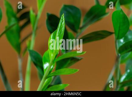 Nahaufnahme der Blätter von Zamioculcas zamiifolia in einem Topf auf braunem Hintergrund. Innengarten, Hauspflanzenpflege Stockfoto