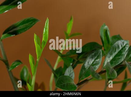 Nahaufnahme der Blätter von Zamioculcas zamiifolia in einem Topf auf braunem Hintergrund. Innengarten, Hauspflanzenpflege Stockfoto