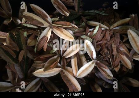 Samen und Samenschoten aus australischem Teakholz (Flindersia australis), die für die Revegetation des Regenwaldes gesammelt wurden, Mission Beach, Queensland, Austral Stockfoto