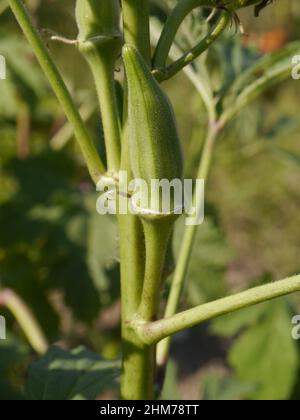 Nahaufnahme eines Okra, der an einem sonnigen Tag im Garten wächst Stockfoto