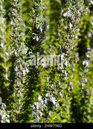 Rosmarin, Rosmarinus officinalis, ein Mitglied der Minzfamilie Lamiaceae, ist ein holziges, mehrjähriges Kraut mit duftenden, immergrünen Blättern, das gut zu Lamm passt. Stockfoto