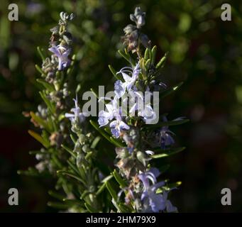 Rosmarin, Rosmarinus officinalis, ein Mitglied der Minzfamilie Lamiaceae, ist ein holziges, mehrjähriges Kraut mit duftenden, immergrünen Blättern, das gut zu Lamm passt. Stockfoto