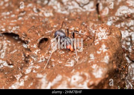 Ameisenspinne, Corinnoma severus, Bhimashankar, Maharashtra, Indien Stockfoto