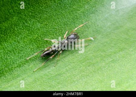 Schwarze Ameisenspinne, Myrmarachne melanocephala, Pune, Maharashtra, Indien Stockfoto