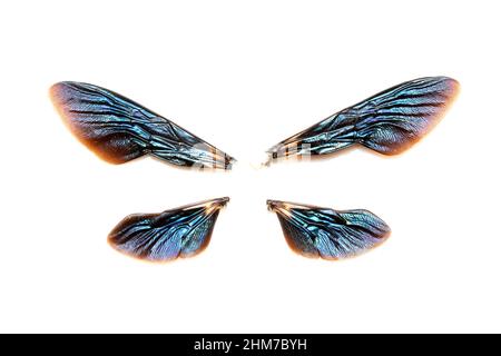 Carpenter Bee Wings, Xylocopa latipes, Satara, Maharashtra, Indien Stockfoto